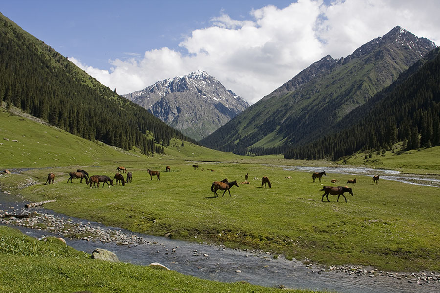 Wilde paarden in de Arashan vallei