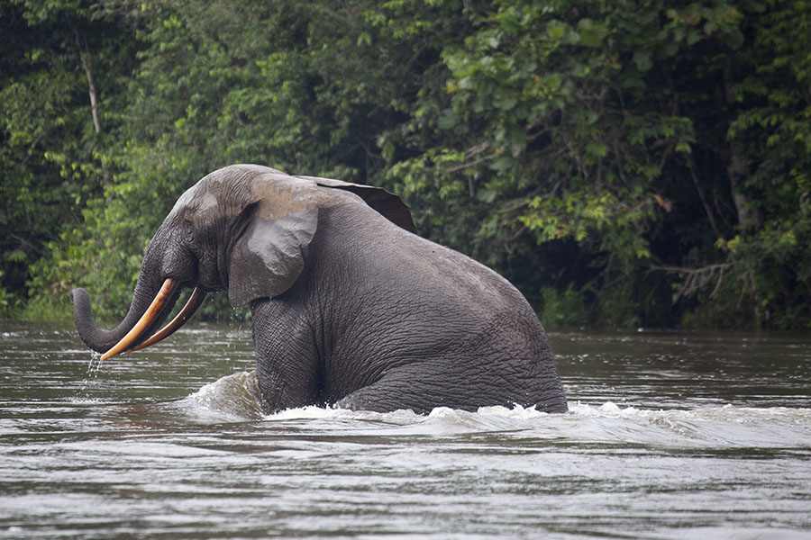 Forest elephant emerging from a river