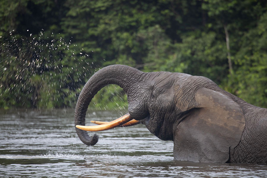 Forest elephant spraying himself