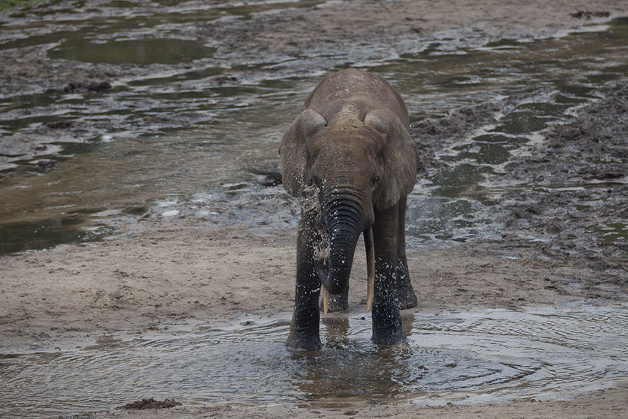 Olifantje speelt met water in de Dzanga Bai