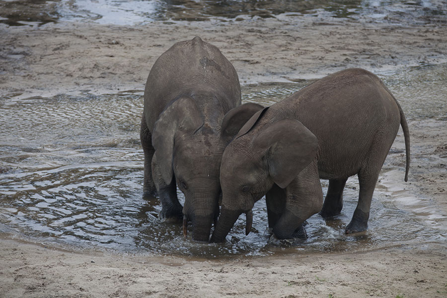 Twee jonge olifanten blazen bellen in Dzanga Bai