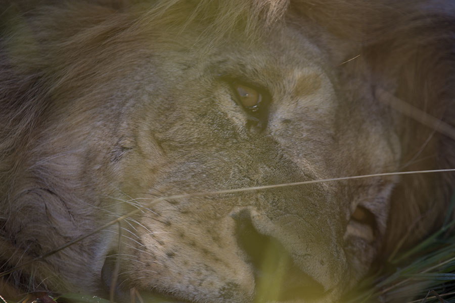 Close-up of a resting lion