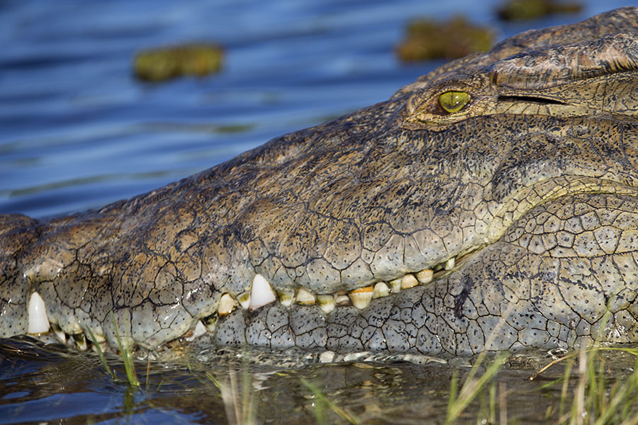 Close-up van de kop van een krokodil